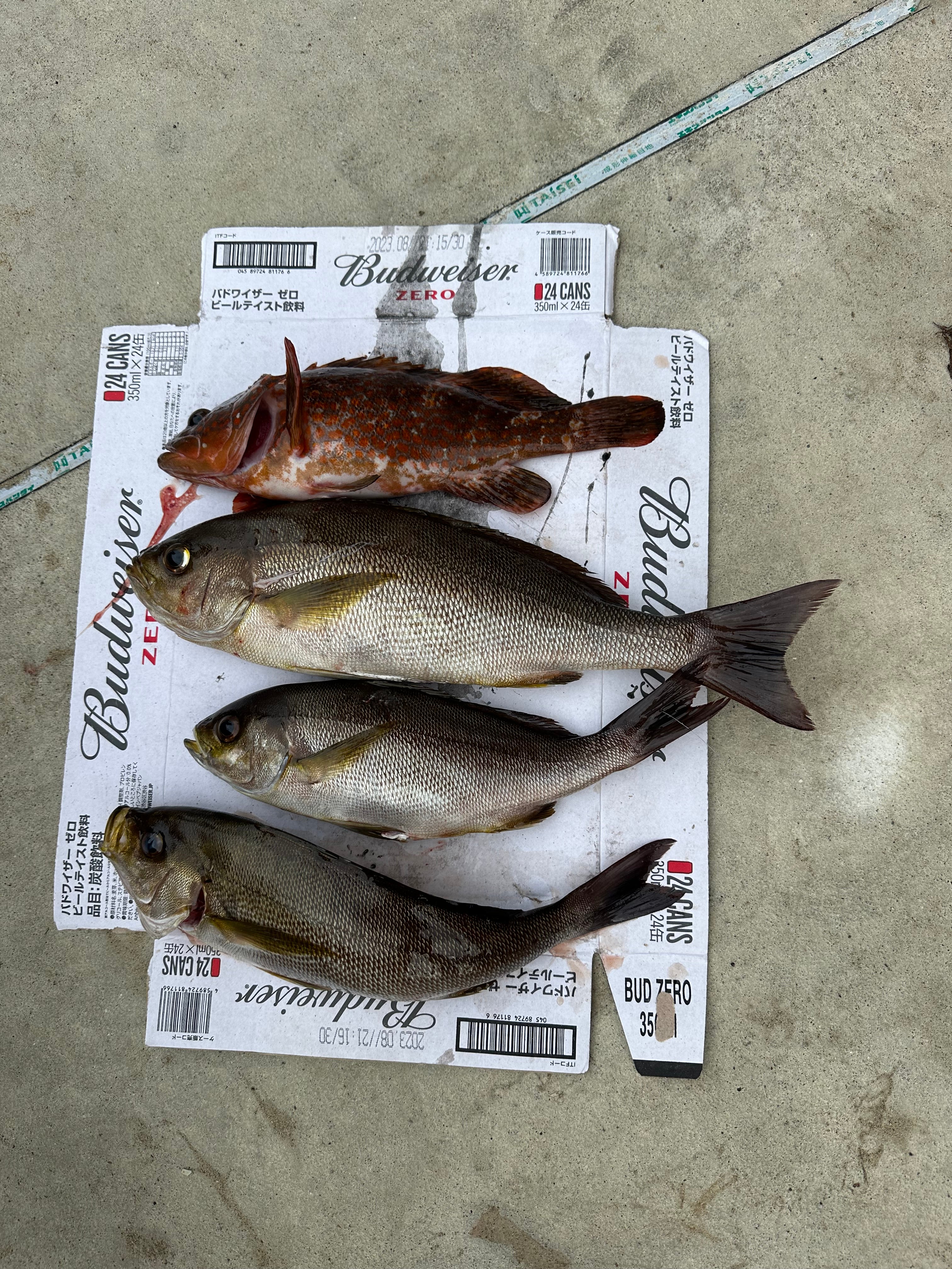 イサキが来たー!